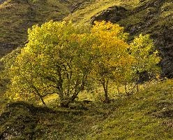 Autumn maples in the Weisstannen valley, Mels, Switzerland, null