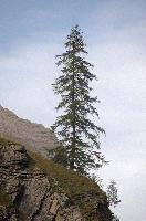 Lone pine on crag in the Weisstannen valley, Mels, Switzerland, null