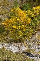Maple in the Weisstannen valley, Mels, Switzerland, null