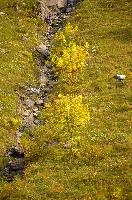 Maples in the  Weisstannen valley,Mels, Switzerland, null