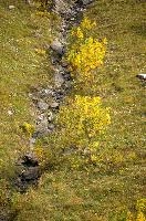 Autumn maples in the Weisstannen valley, Mels, Switzerland, null