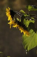 Sunflowers, garden, seed, flora, two, yellow, walenstadt, oil, switzerland, flower, bright, crop, sunflower, summer, colour