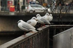 Black-headed gulls in Zürich, zürich, black, lake, swiss, white, animal, birds, plumage, gulls, shore, zuerich, feral, headed, winter, wall, ridibundusl, wildlife, wild, harbour, switzerland, juvenile, perching, chroicocephalus, seabird