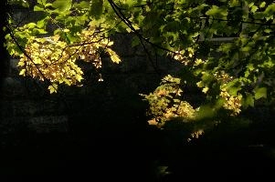 dsc_279252.jpg