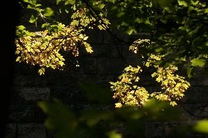 dsc_279258.jpg