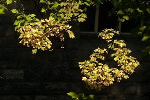 dsc_279261.jpg