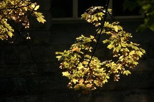 dsc_279270.jpg