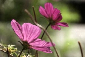Cosmea flowers in sunlight, Switzerland, zürich