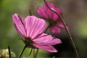 Cosmea flowers in sunlight, Switzerland, zürich