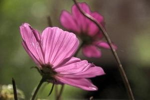 Cosmea flowers in sunlight, Switzerland, zürich