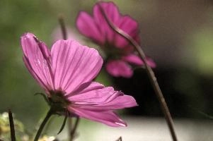 Cosmea flowers in sunlight, Switzerland, zürich