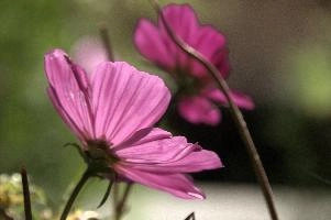 Cosmea flowers in sunlight, Switzerland, zürich