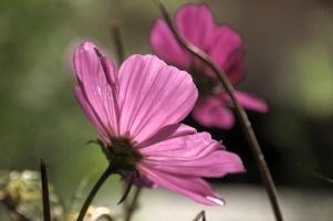 Cosmea flowers in sunlight, Switzerland, zürich