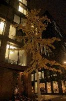 Gingko at Night, switzerland, zürich, europaallee, night, christmas, lights, gingko, tree, yellow, outdoors