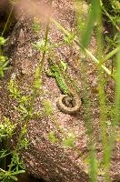Lacerta agilis, sand, animal, green, reptile, agilis, lizard, wildlife, switzerland, lacerta, basking, scales, male, sunshine