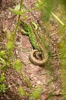 Lacerta agilis, sand, animal, green, reptile, agilis, lizard, wildlife, switzerland, lacerta, basking, scales, male, sunshine