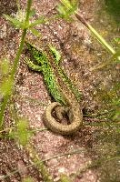 Lacerta agilis, sand, animal, green, reptile, agilis, lizard, wildlife, switzerland, lacerta, basking, scales, male, sunshine
