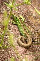 Lacerta agilis, sand, animal, green, reptile, agilis, lizard, wildlife, switzerland, lacerta, basking, scales, male, sunshine