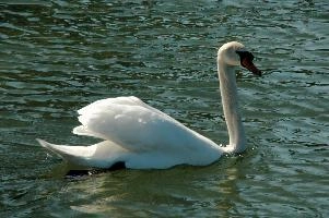Cygnus, swan, constance, germany, white, animal, cygnus, unteruhldingen, olor, bodensee, elegant, mute, aquatic, beautiful, lake, bird, wild, wildlife