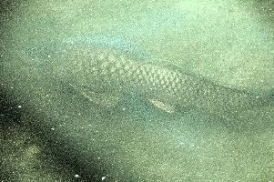 Carp, unteruhldingen, carp, bodensee, deutschland, fish