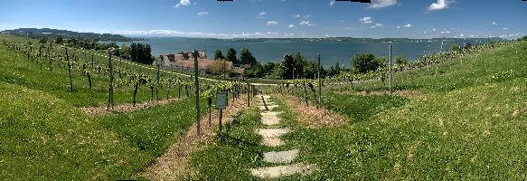 Bodensee from Birnau, lake, vineyard, birnau, bodensee, deutschland, constance