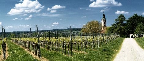 Birnau and Vineyard, kloster, clouds, spring, germany, ancient, church, birnau, sunshine, bodensee, historic, baroque, catholic, constance, exterior, rural, blue sky, vineyard, abbey, christian, lake, unteruhldingen