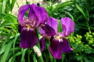 Iris, flower, blossom, bloom, mauve, bright, iris, yellow, berschis, ornamental, walenstadt, fresh, garden, tuber, hardy, perennial, sunlight, life, bearded, flora, purple, cultivated, cultivar, switzerland, outdoor
