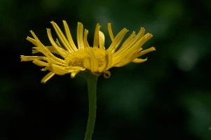 Asteraceae, marigold, ornamental, flora, daisy, fresh, flower, flums, hardy, walenstadt, life, yellow, cultivar, garden, outdoor, sunlight, blossom, bloom, bright, cultivated, berschis, switzerland
