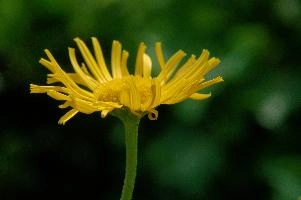 Asteraceae, marigold, ornamental, flora, daisy, fresh, flower, flums, hardy, walenstadt, life, yellow, cultivar, garden, outdoor, sunlight, blossom, bloom, bright, cultivated, berschis, switzerland