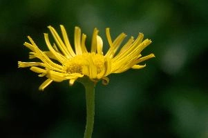 Asteraceae, marigold, ornamental, flora, daisy, fresh, flower, flums, hardy, walenstadt, life, yellow, cultivar, garden, outdoor, sunlight, blossom, bloom, bright, cultivated, berschis, switzerland