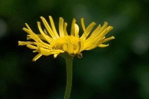 Asteraceae, marigold, ornamental, flora, daisy, fresh, flower, flums, hardy, walenstadt, life, yellow, cultivar, garden, outdoor, sunlight, blossom, bloom, bright, cultivated, berschis, switzerland