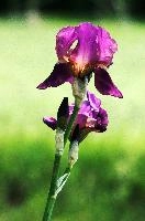 Iris, flower, blossom, bloom, mauve, bright, iris, yellow, berschis, ornamental, walenstadt, fresh, garden, tuber, hardy, perennial, sunlight, life, bearded, flora, purple, cultivated, cultivar, switzerland, outdoor
