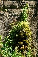 dsc_213884.jpg