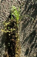 Drain, bahnhof, lake, germany, vegetation, ditch, drain, ueberlingen, constance, bodensee, damp, wall, station, foliage, growth, moisture, europe, seepage, trench, railway, plants, life