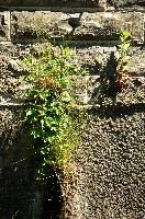 dsc_213890.jpg
