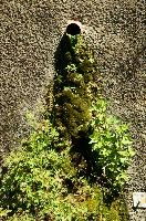 Growth, bahnhof, lake, germany, vegetation, ditch, drain, ueberlingen, constance, bodensee, damp, wall, station, foliage, growth, moisture, europe, seepage, trench, railway, plants, life