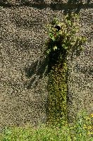dsc_213903.jpg