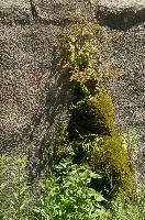 dsc_213917.jpg
