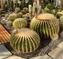 Barrel Cacti, überlingen, house, spiny, plant, germany, europe, cactus, greenhouse