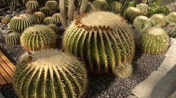 Barrel Cacti, überlingen, house, spiny, plant, germany, europe, cactus, greenhouse