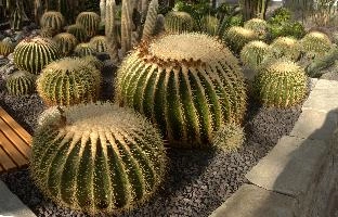 Barrel Cacti, überlingen, house, spiny, plant, germany, europe, cactus, greenhouse