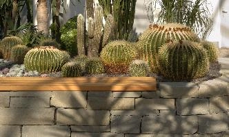 Cacti, überlingen, house, spiny, plant, germany, europe, cactus, greenhouse