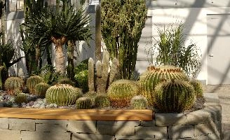 Cacti, überlingen, house, spiny, plant, germany, europe, cactus, greenhouse