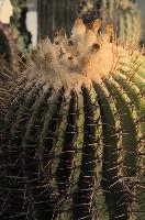 Barrel Cactus, überlingen, house, spiny, plant, germany, europe, cactus, greenhouse
