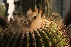 Barrel Cactus, überlingen, house, spiny, plant, germany, europe, cactus, greenhouse
