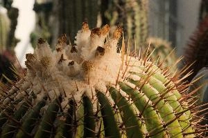 Barrel Cactus, überlingen, house, spiny, plant, germany, europe, cactus, greenhouse
