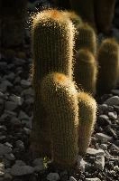 Cacti, überlingen, house, spiny, plant, germany, europe, cactus, greenhouse