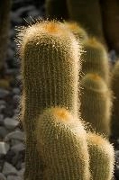 Cacti, überlingen, house, spiny, plant, germany, europe, cactus, greenhouse