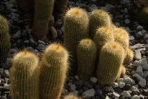 Cacti, überlingen, house, spiny, plant, germany, europe, cactus, greenhouse