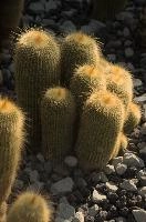 Cacti, überlingen, house, spiny, plant, germany, europe, cactus, greenhouse